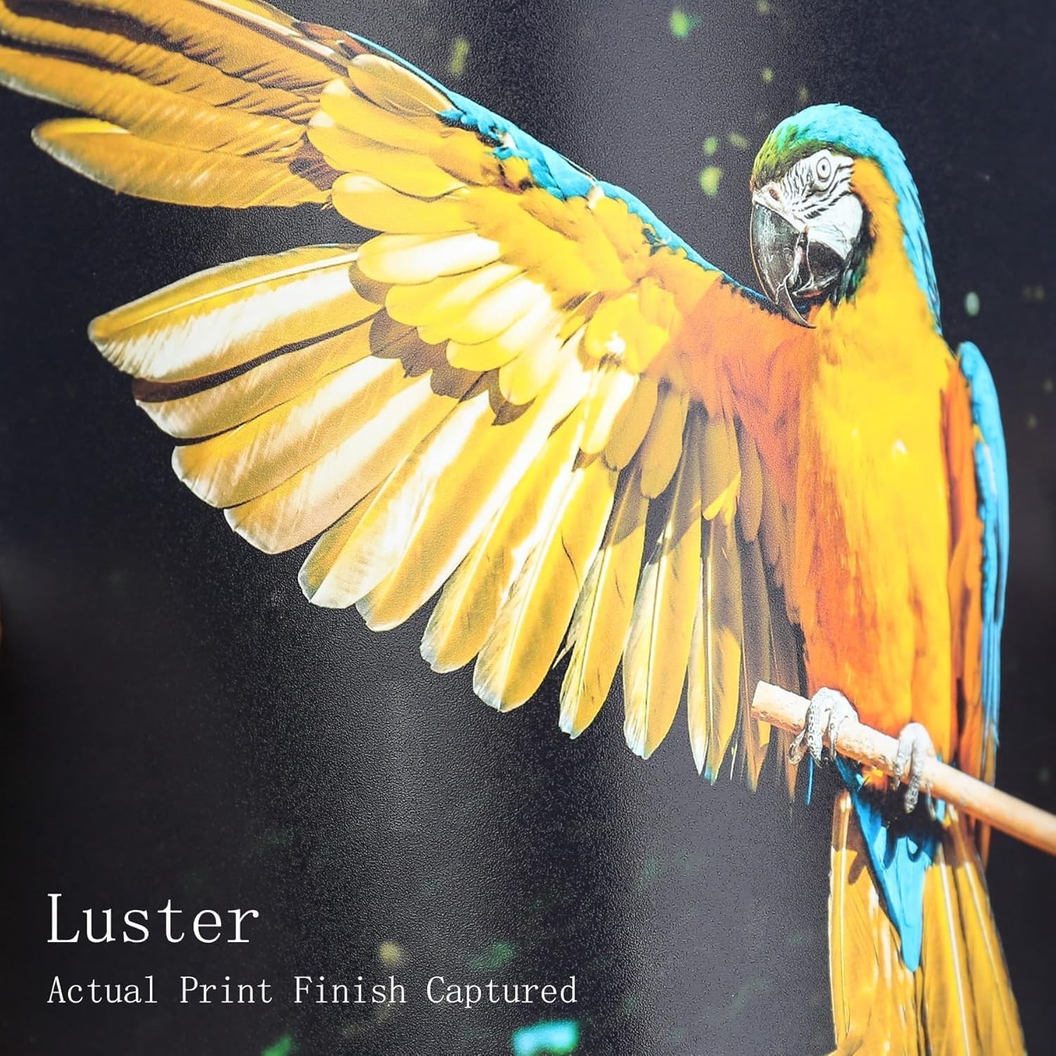 Koala Premium Luster Photo Paper Water Resistant 66 LB 11×17 Inch 50 Sheets